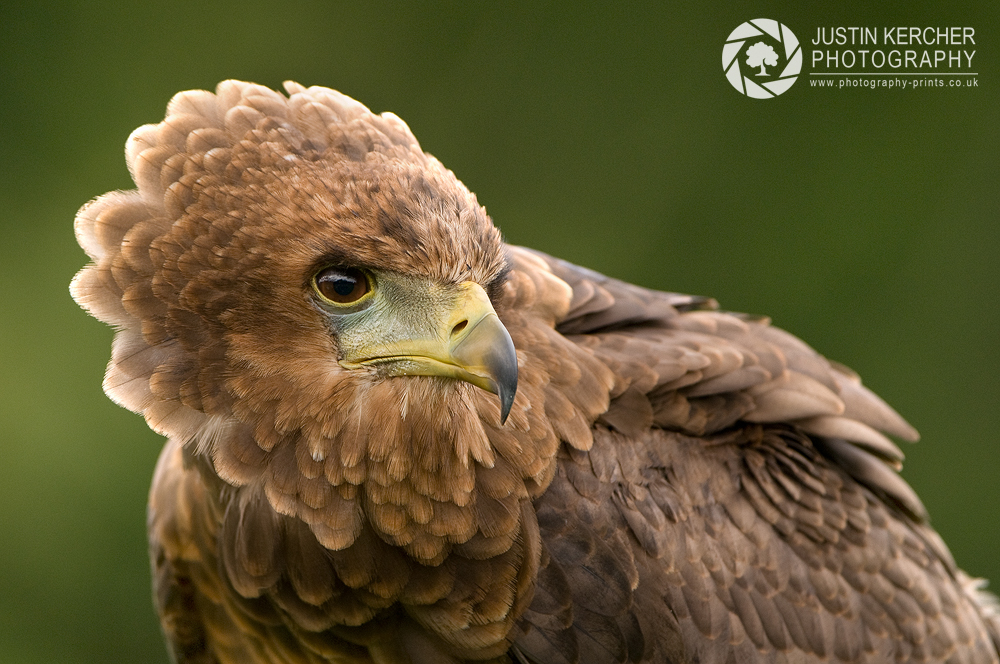 Bateleaur Eagle