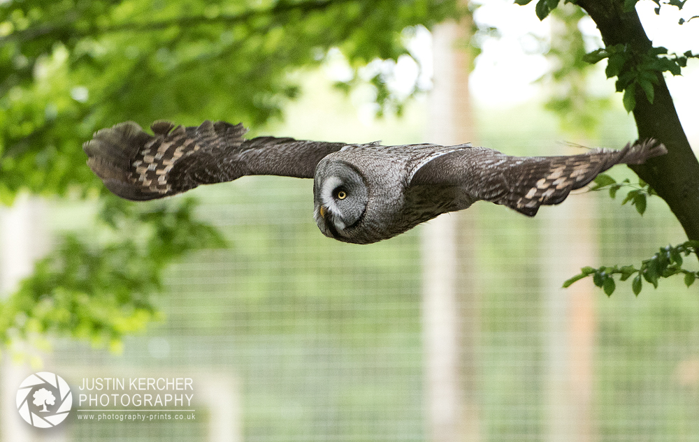 Great Grey Owl in Flight II