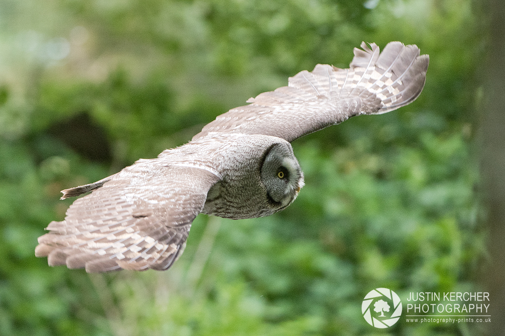 Great Grey Owl in Flight IV