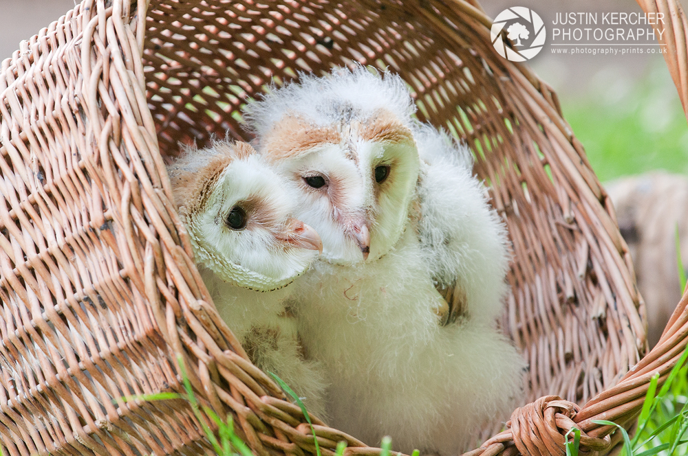 Barn Owl Chicks