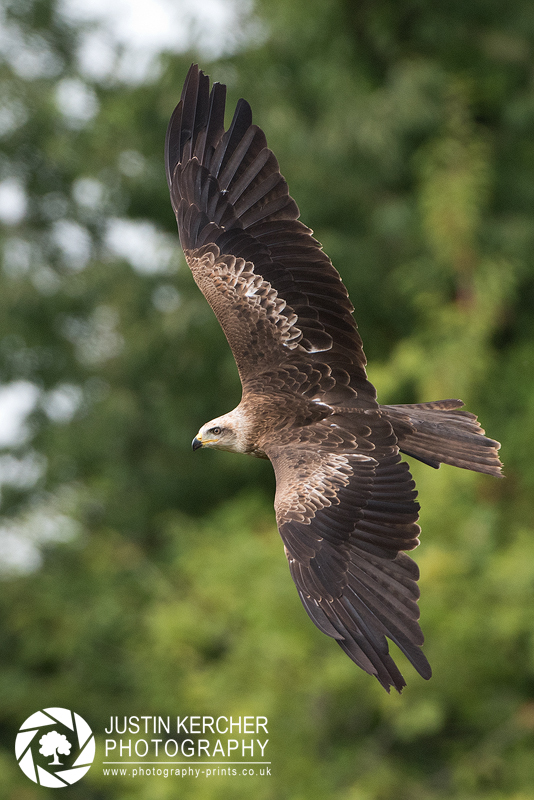 Black Kite in Flight