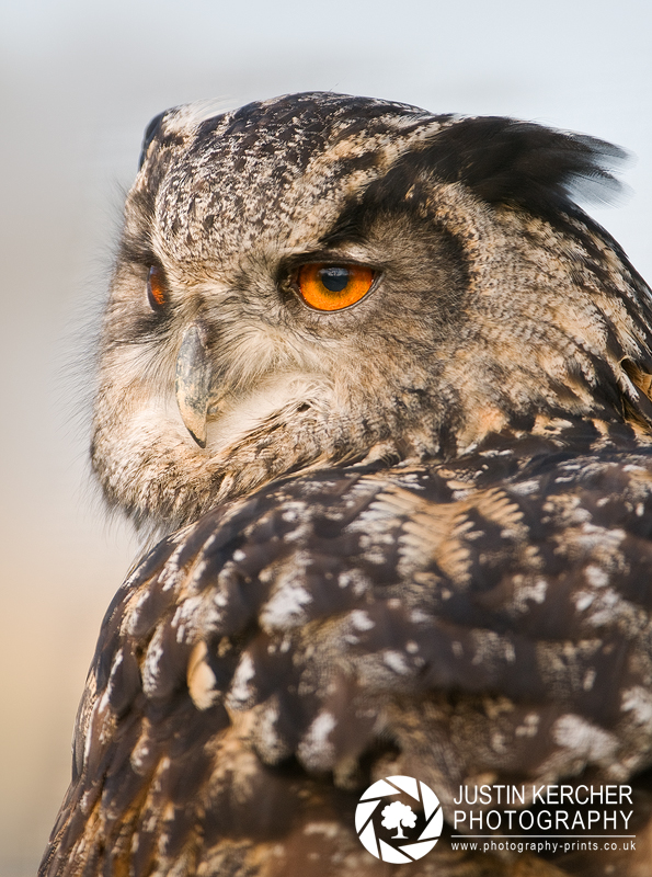 Eagle Owl Portrait