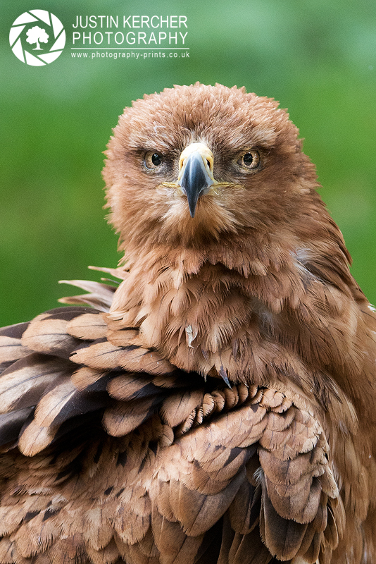 Tawny Eagle Portrait