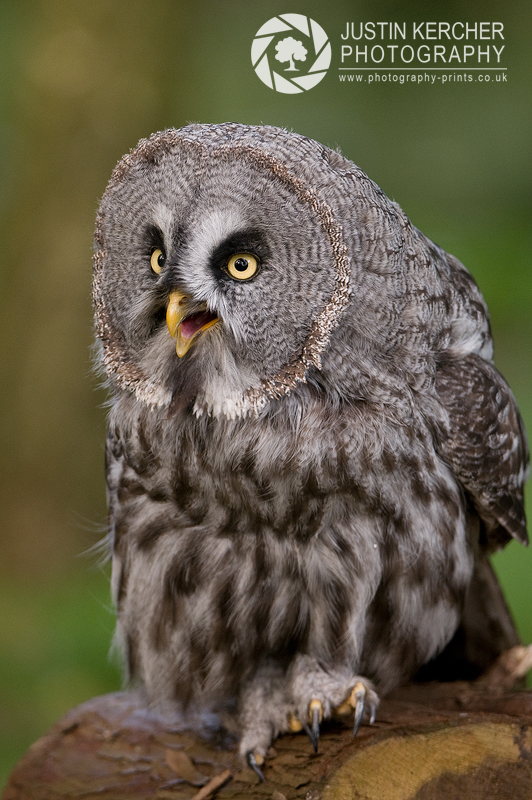 Great Grey Owl Portrait