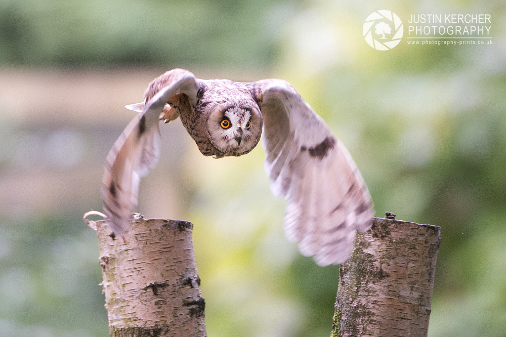 Long Eared Owl Taking Off