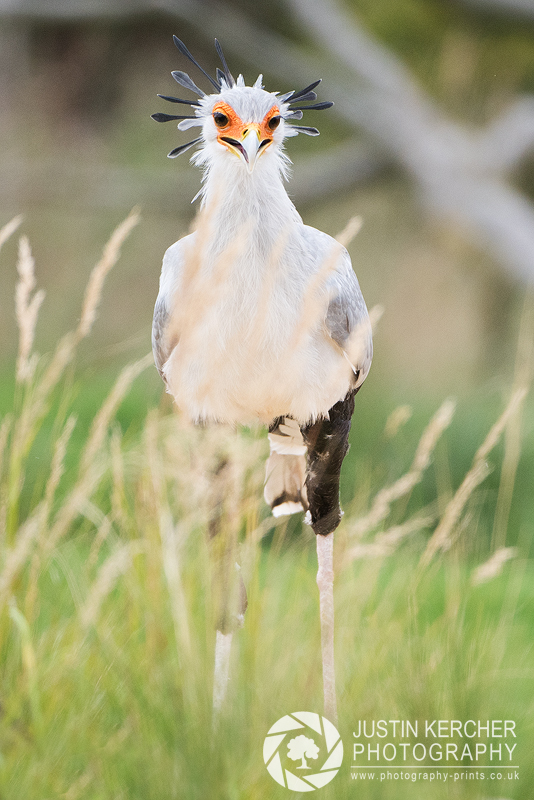 Secretary Bird Portrait