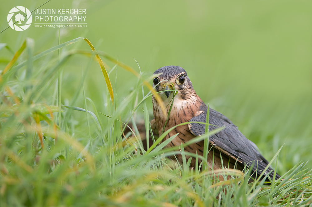Blue Merlin in Grass