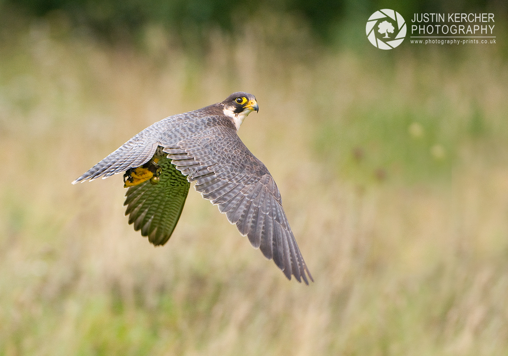 Peregrine Falcon in Flight