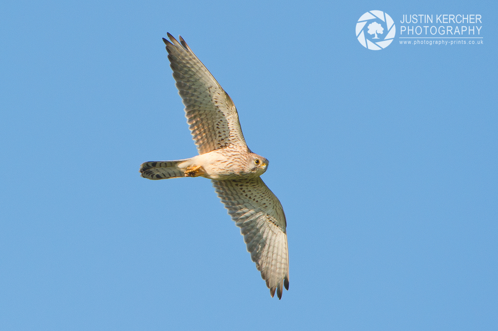 Wild Kestral Hunting