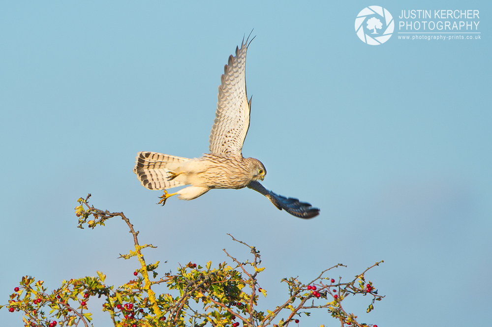 Wild Kestral Take Off