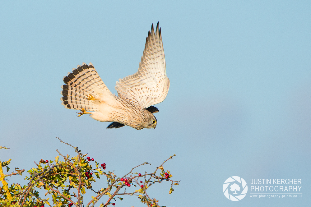 Wild Kestral Take Off II