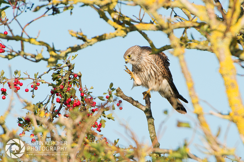 Wild Kestral Scratching