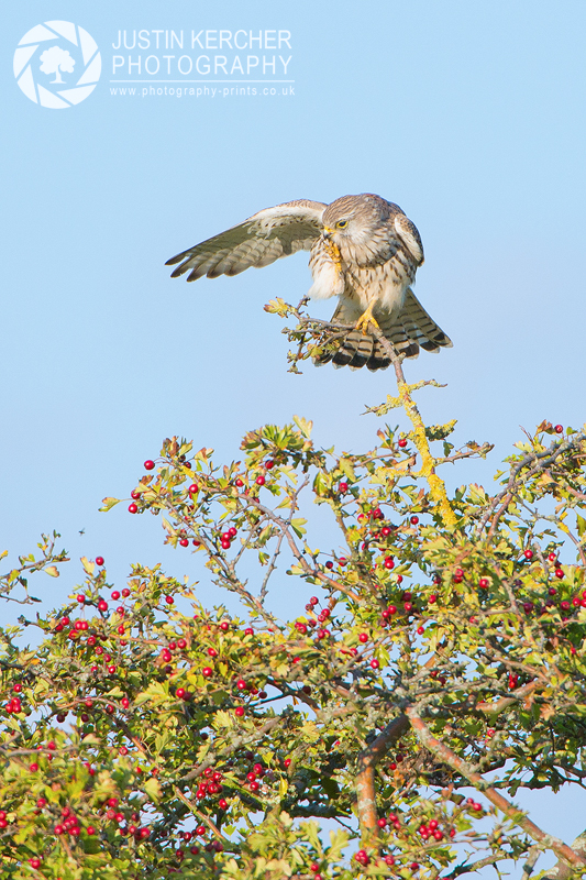 Wild Kestral Scratching II