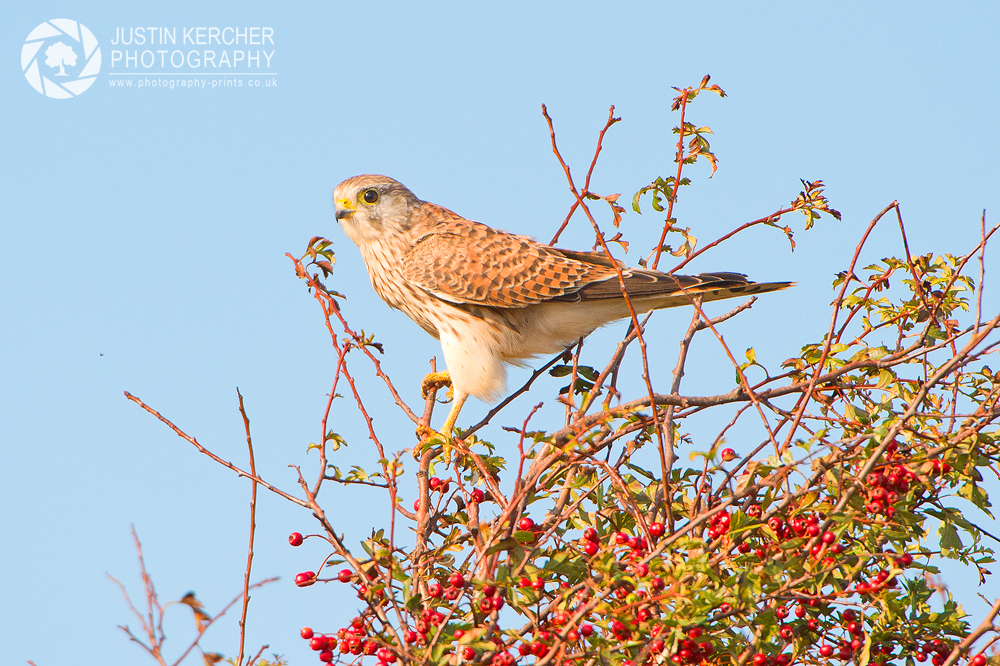 Wild Kestral Perching