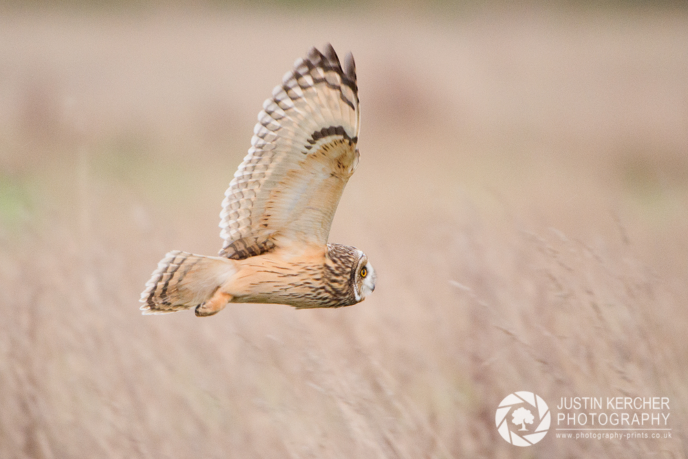 Wild Short Eared Owl Hunting V