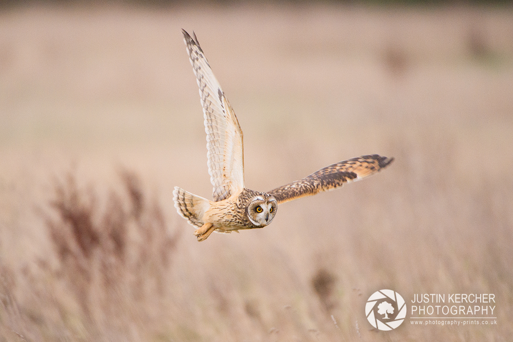 Wild Short Eared Owl Hunting IV