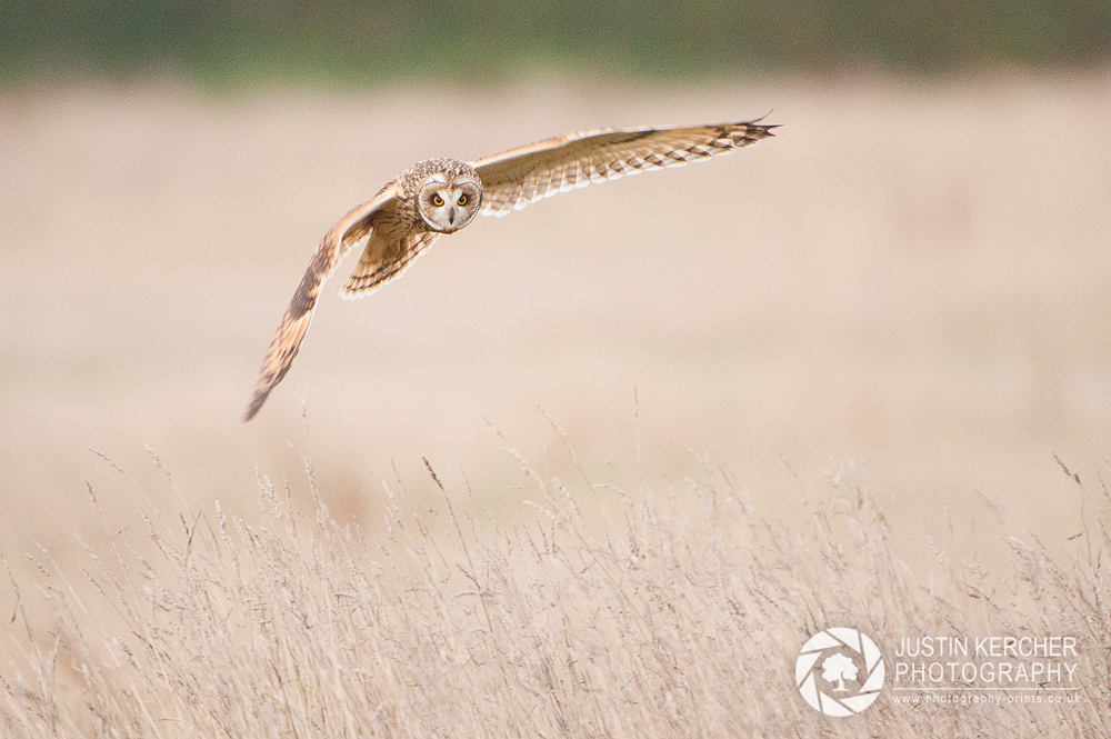 Wild Short Eared Owl Hunting II