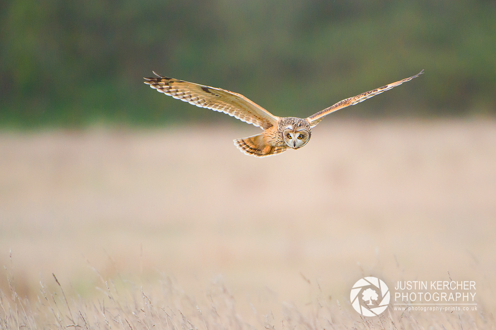 Wild Short Eared Owl Hunting I