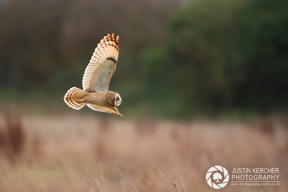 Wild Short Eared Owl in Flight II