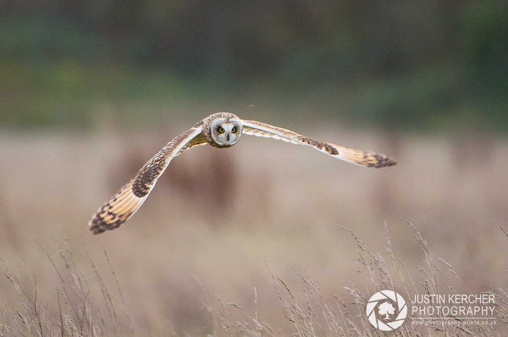 Wild Short Eared Owl in Flight IX