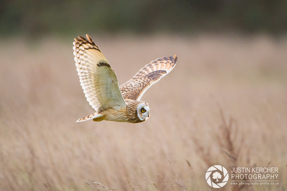 Wild Short Eared Owl in Flight III