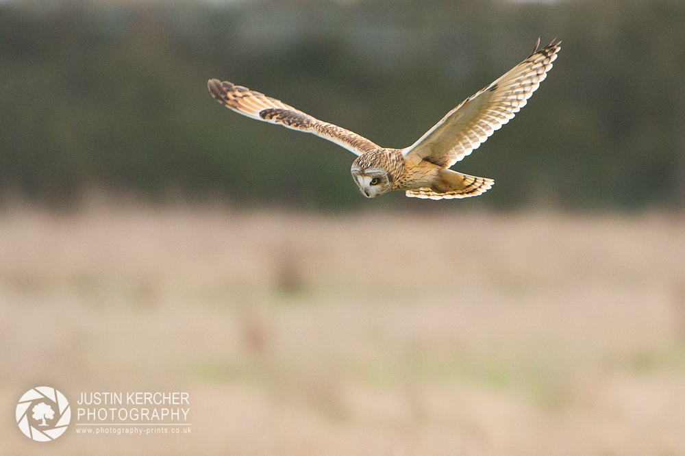 Wild Short Eared Owl in Flight V