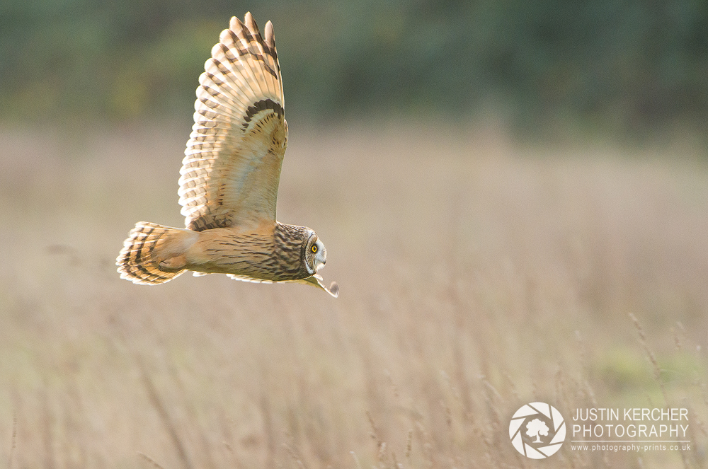 Wild Short Eared Owl