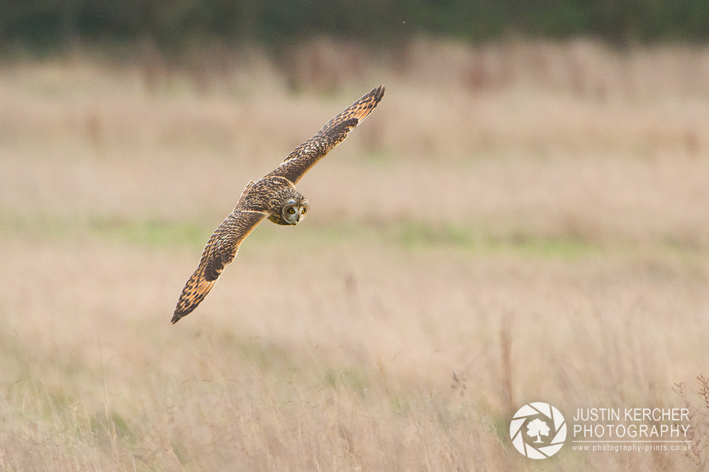 Wild Short Eared Owl in Flight X