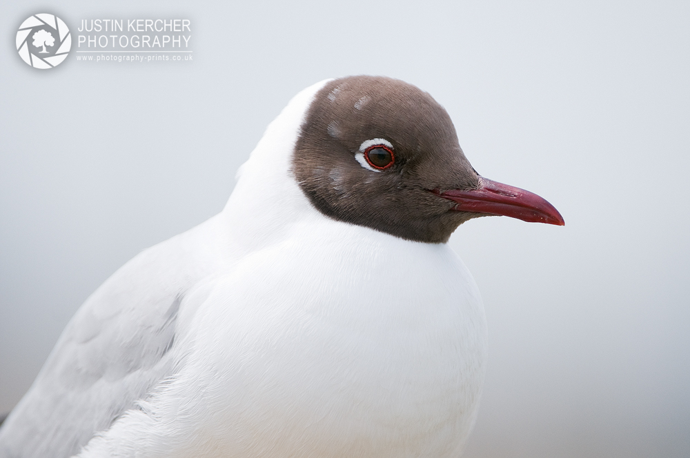 Black Headed Gull Portrait