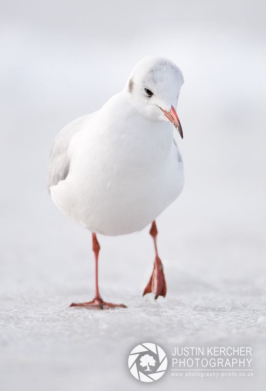 Cold Feet - Black Headed Gull