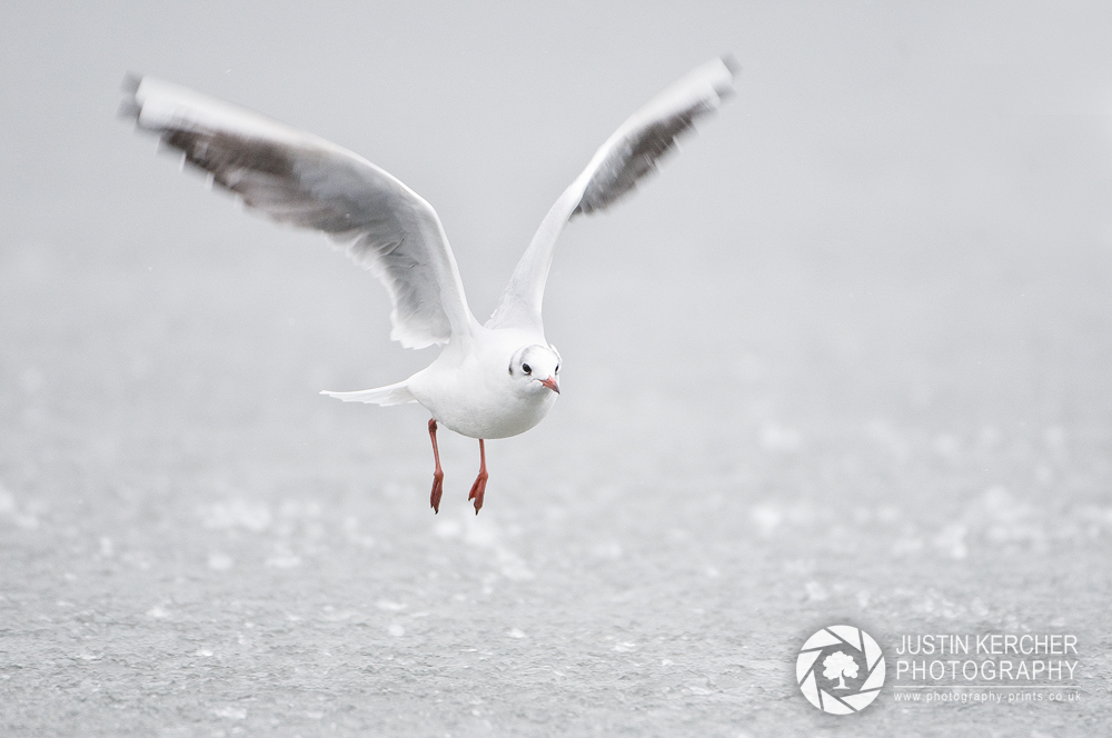 Black Headed Gull Flying