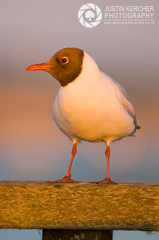 Golden Black Headed Gull
