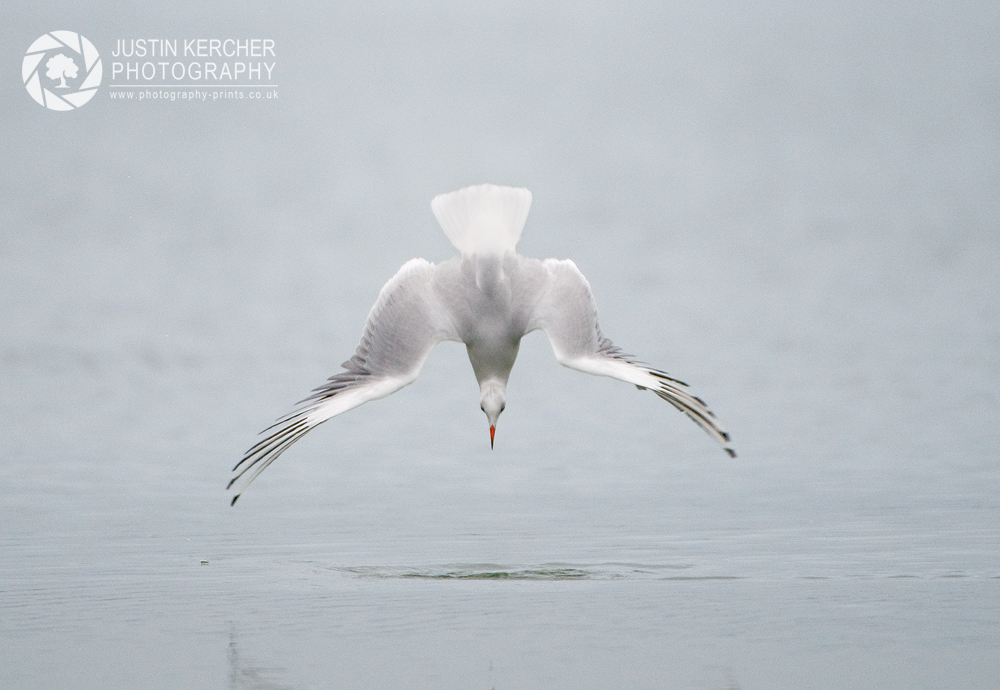 Diving Gull I