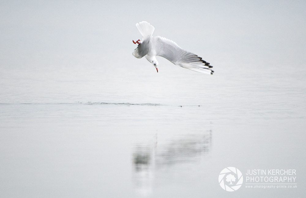 Diving Gull II
