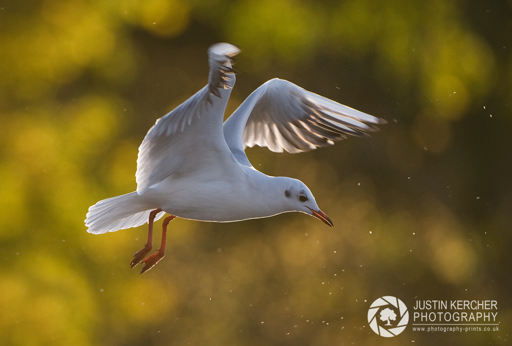 Black Headed Gull Backlit Flight