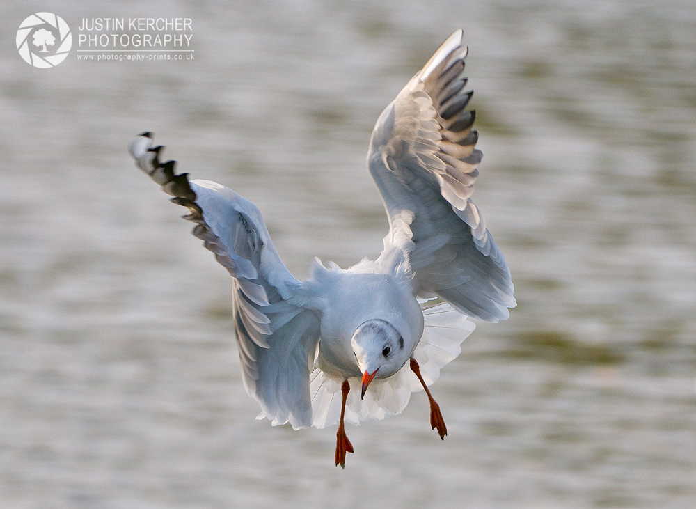 Black Headed Gull Landing
