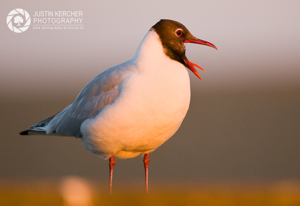 Yawning Gull