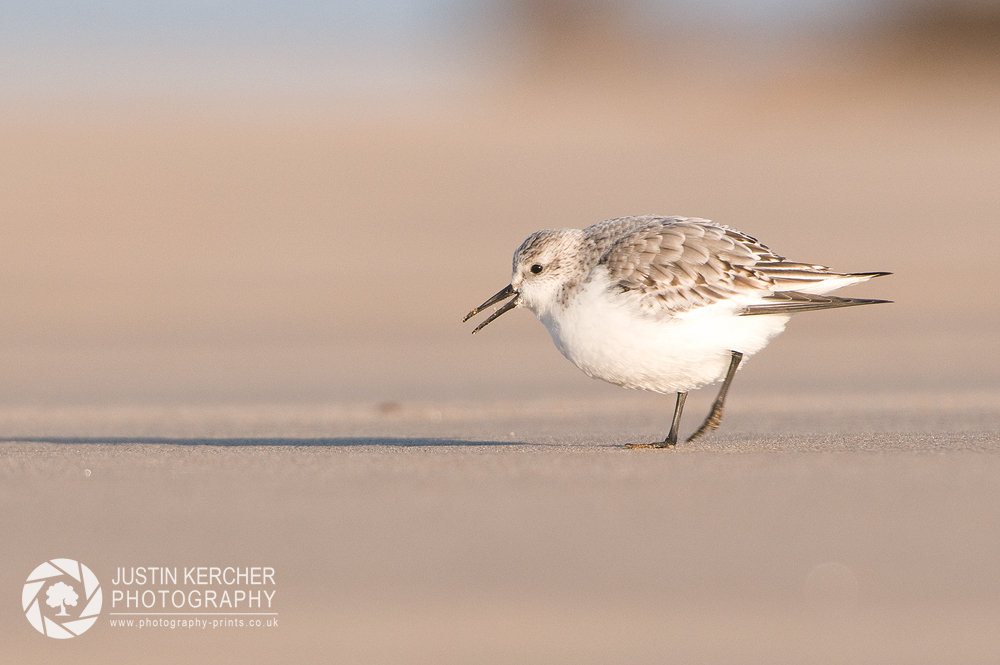 Little Stint