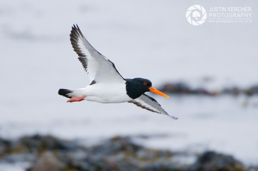 Oyster Catcher in Flight