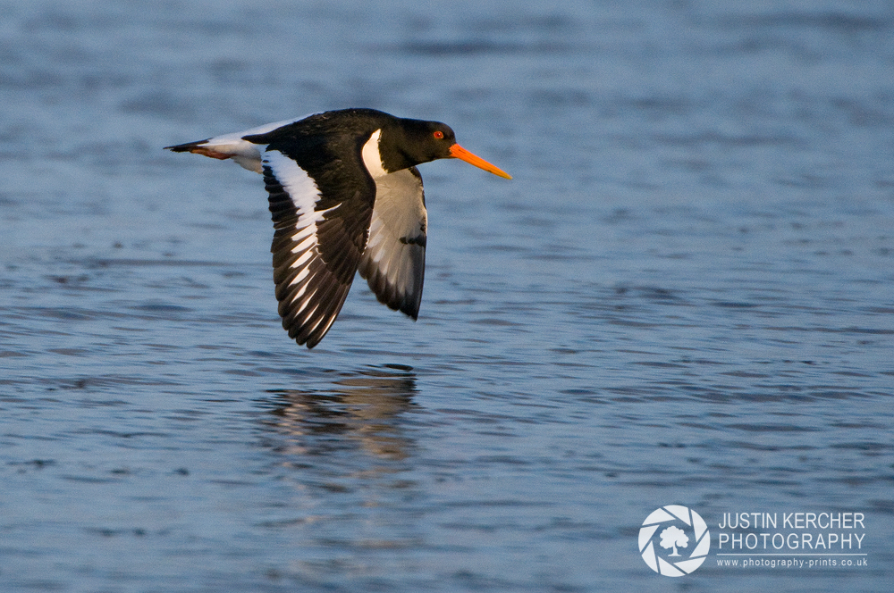 Oyster Catcher in Flight II