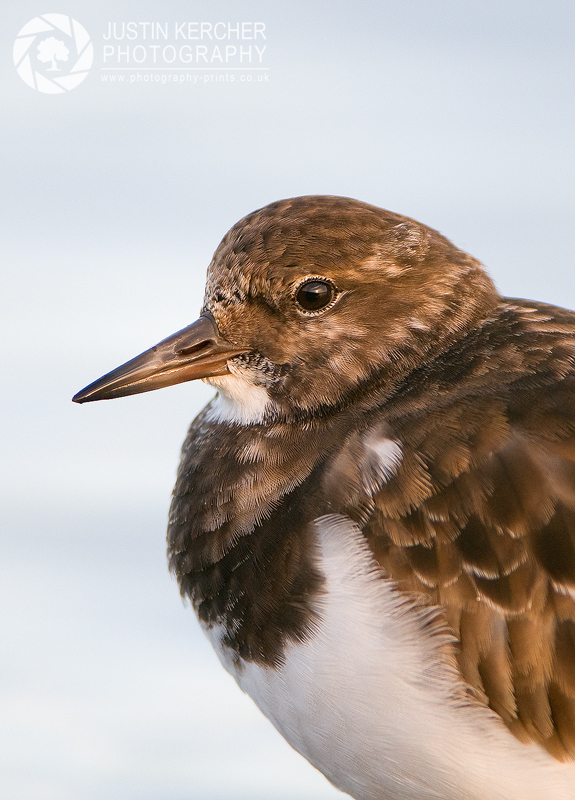 Turnstone Portrait