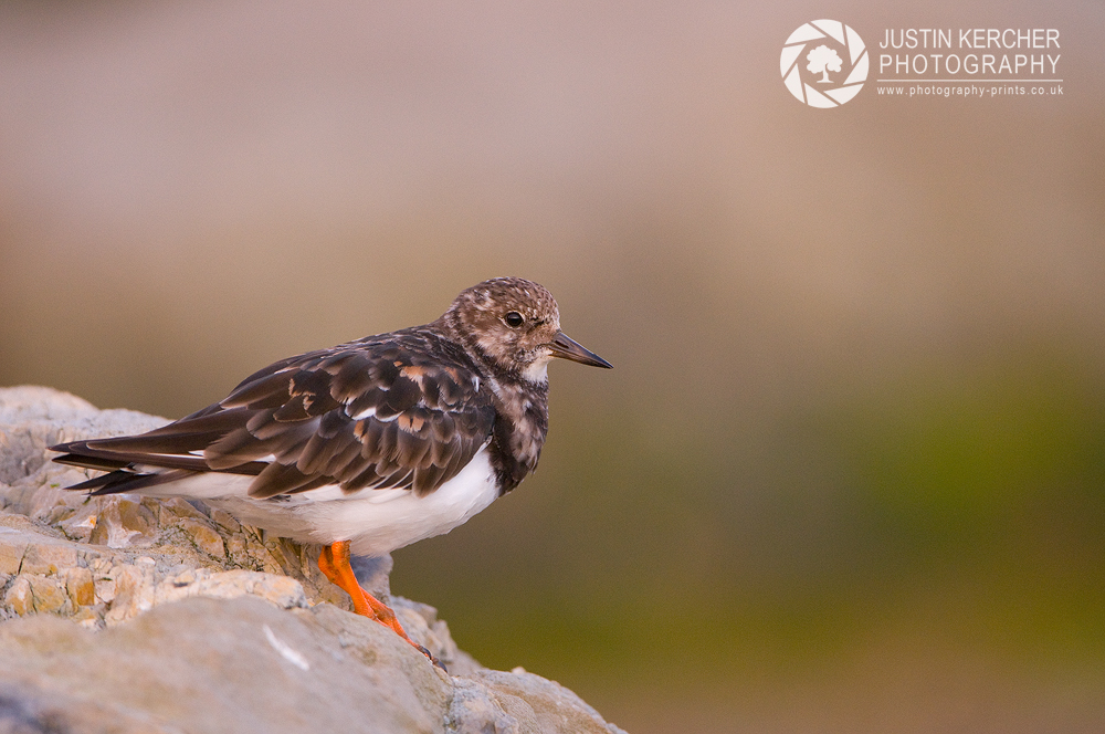 Turnstone on a Rock