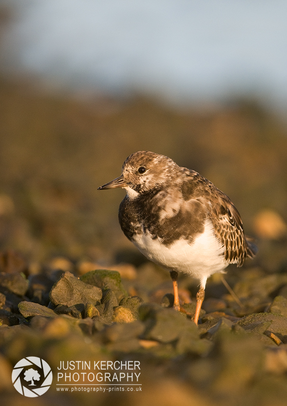 Turnstone Walking on Beach