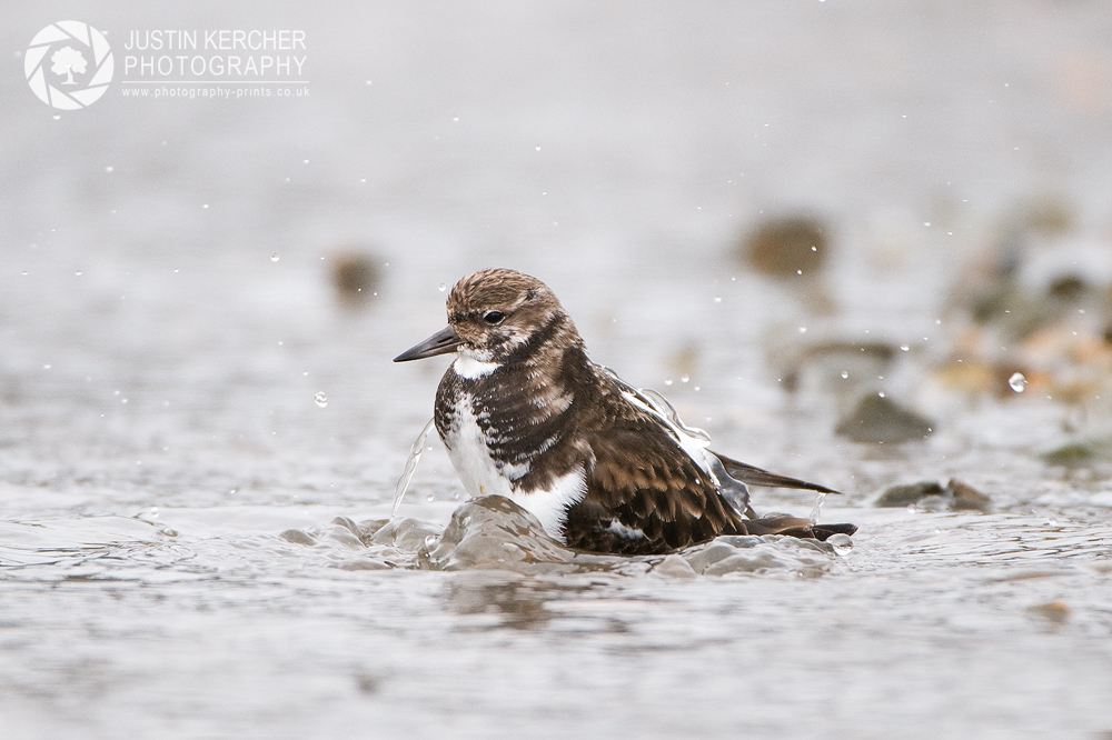 Turnstone Washing in Sea