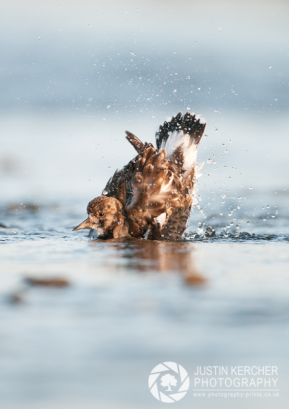 Turnstone Bath