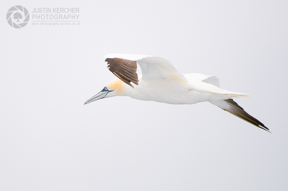 Gannet in Flight