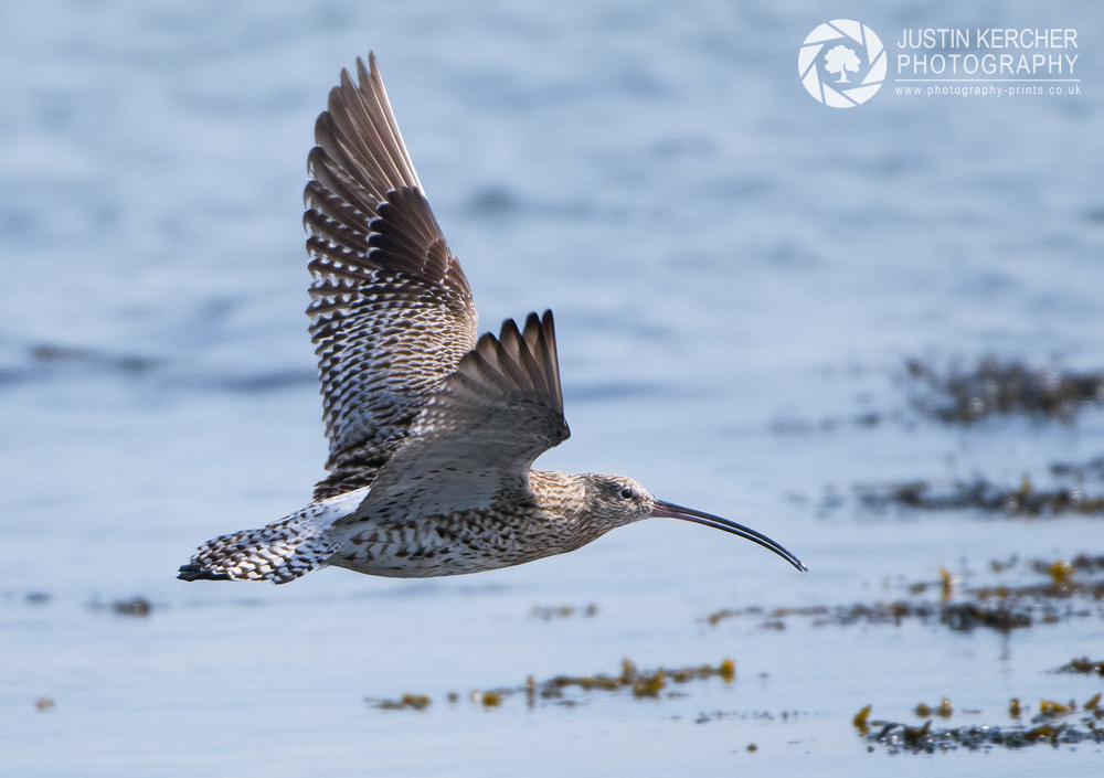 Curlew in Flight