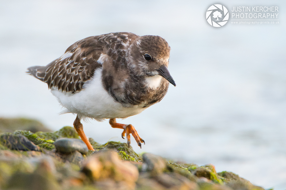 Turnstone Shuffle