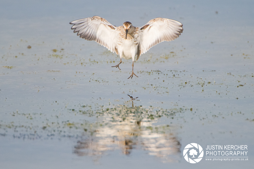 Dunlin Landing