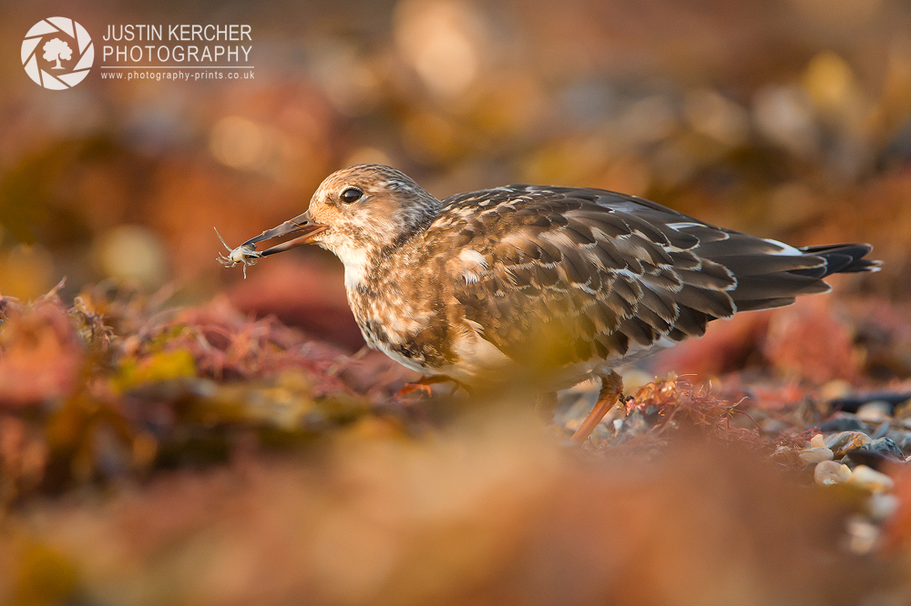 Turnstone with Catch